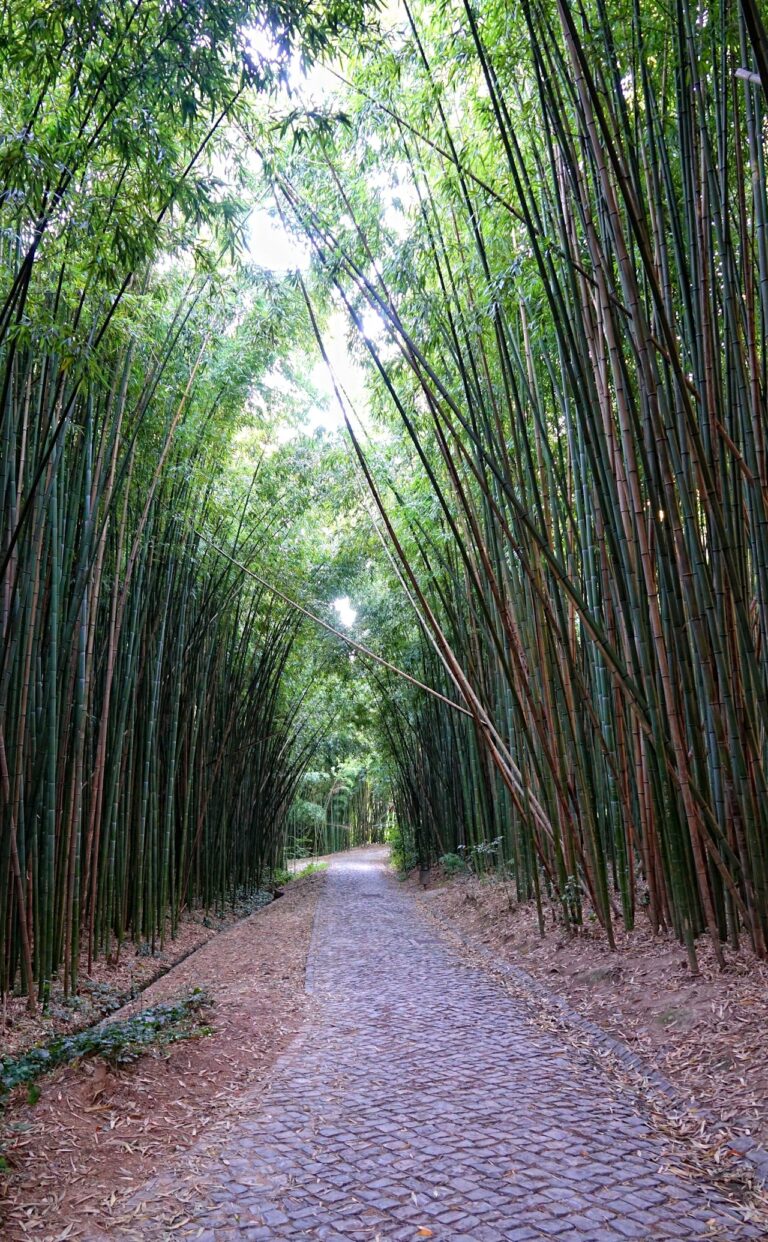 Photo of bamboo forest in the Botanical Garden at the Coimbra University.