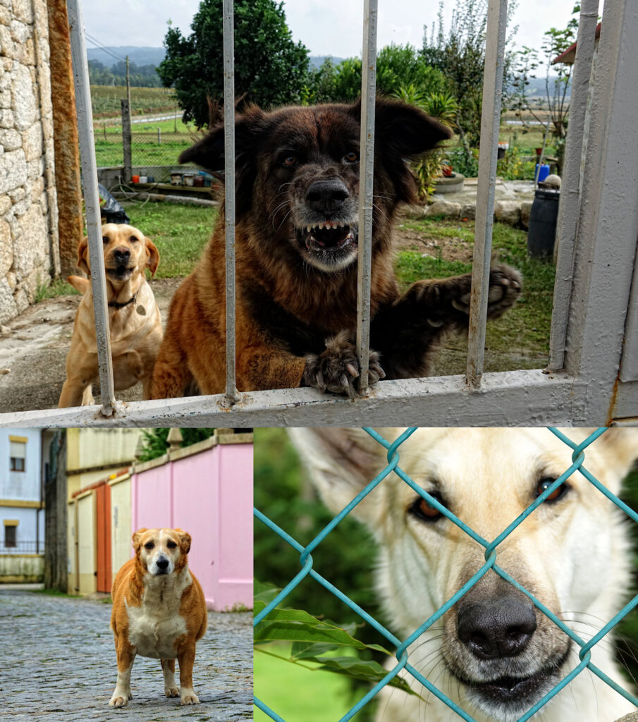 Photo of dogs of the Caminho Portugues