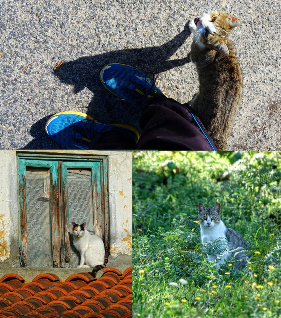 Photo of the cats of Caminho Portuegues