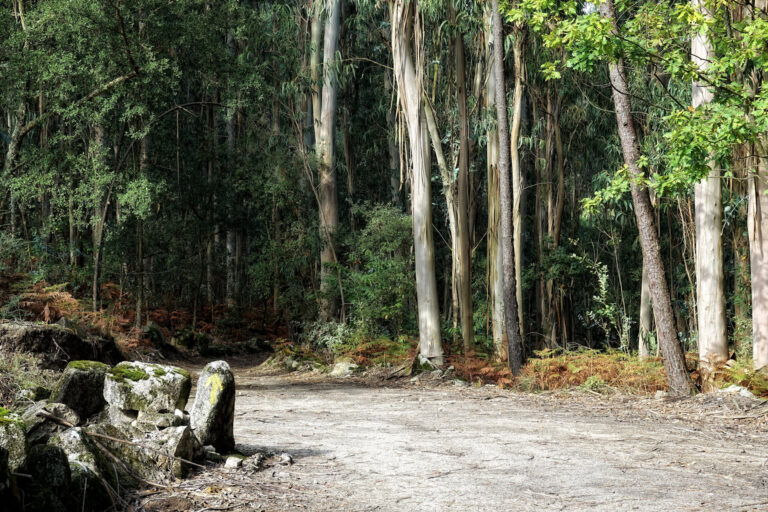 Photo of Camino de Santiago leading into a eucalyptus forest outside Pereira, Portugal.