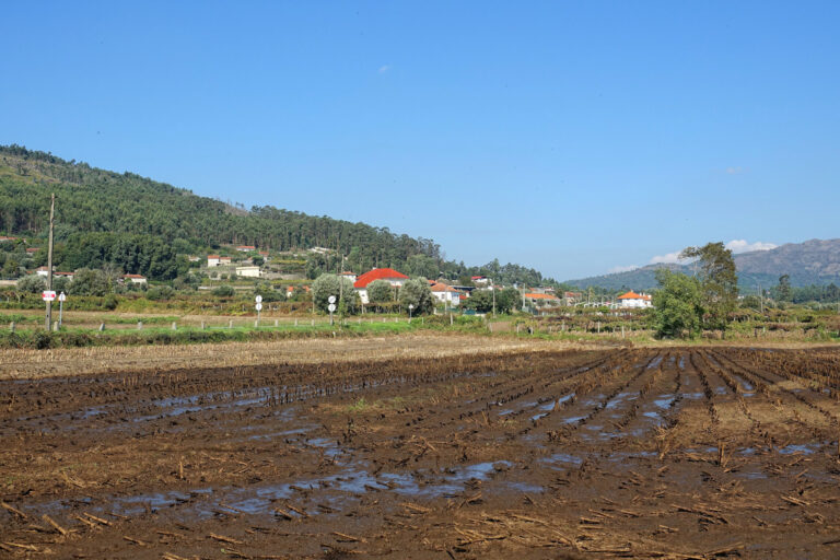 Photo of corn/maize field covered in fresh manure on the Camino de Santiago through Portugal