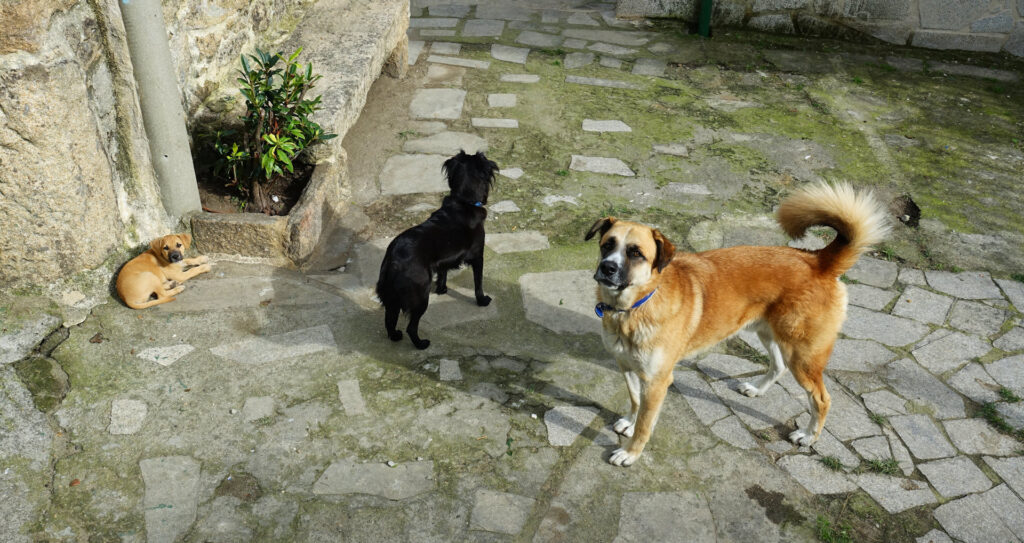 Photo of a dog tribe guarding a home along the Camino de Santiago, Spain.