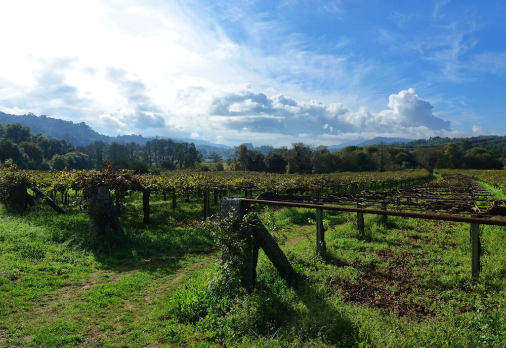 Photo of dormant vineyard just south of Caldas de Reis, Spain.