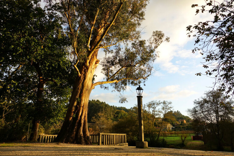 Photo of large eucalyptus tree in a park in Caldas de Reis, Spain.