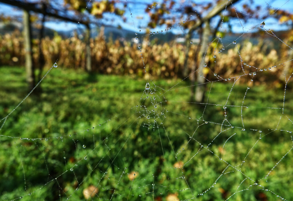 Photo of spider web with dew drops in the morning sun.