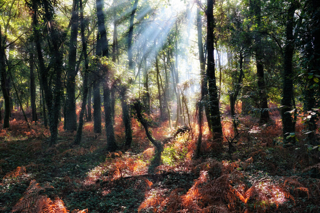 Photo of almost magical sunlight streaming into a foggy forest in Galicia, Spain.
