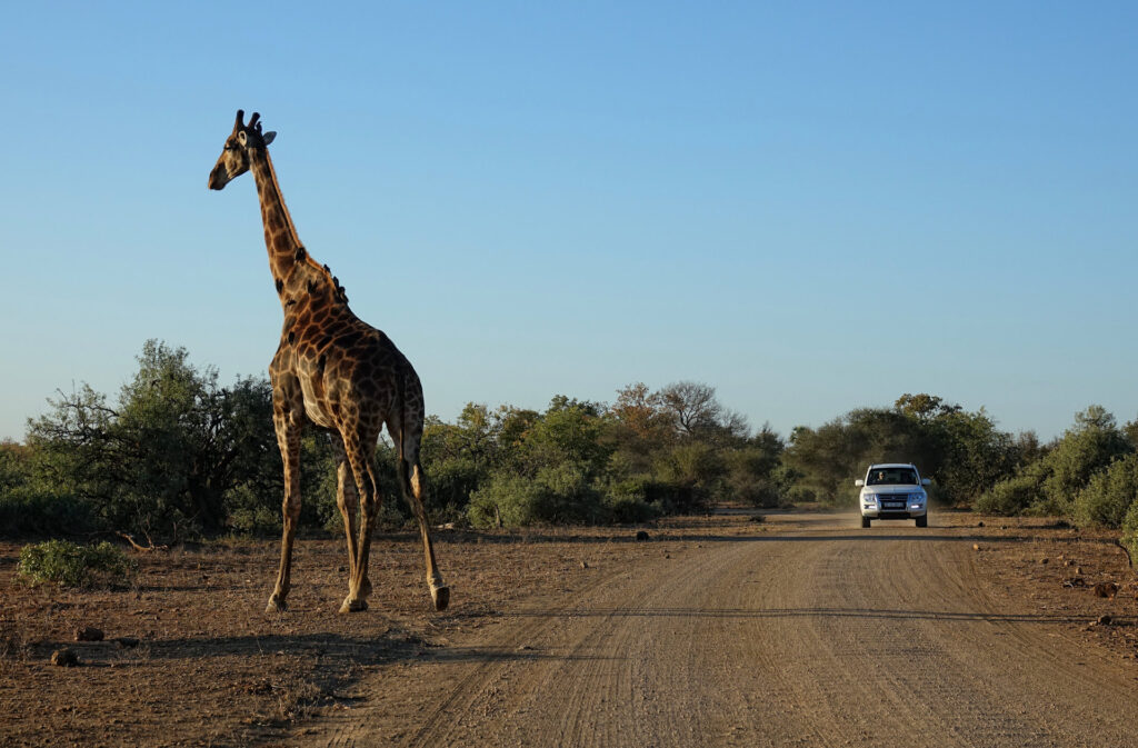 Giraffe and car on a random road in Kruger National Park.