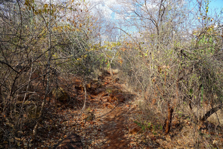 The Flycatcher hiking trail in Punda Maria rest camp, in Kruger National Park, South Africa.