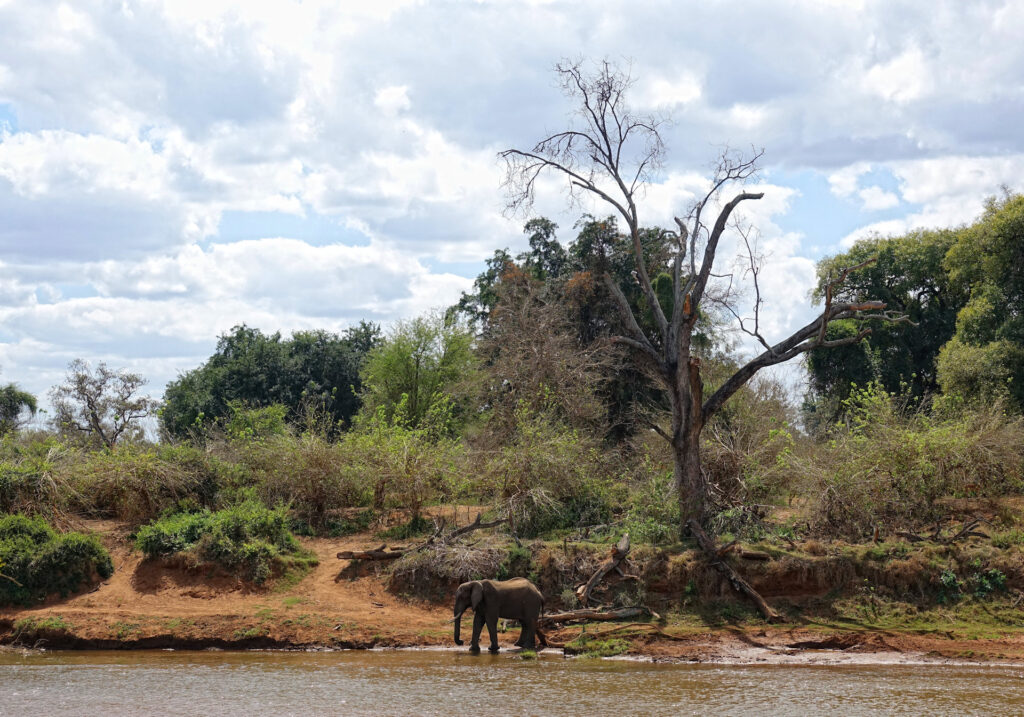 Elephant on the bank of Luvuvhu river in the northern Kruger National Park, South Africa.