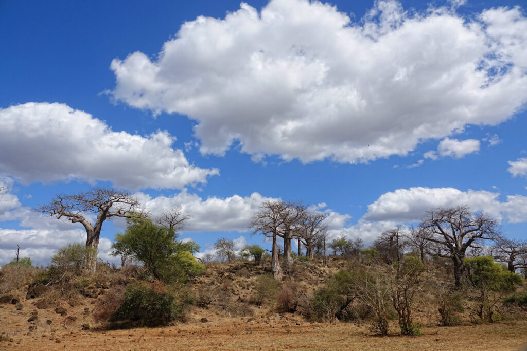 Baobab trees in the Pafuri region, South Africa.