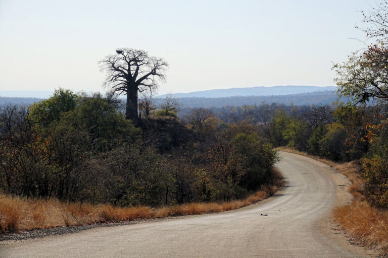 Baobab Hill in northern Kruger National Park, South Africa.