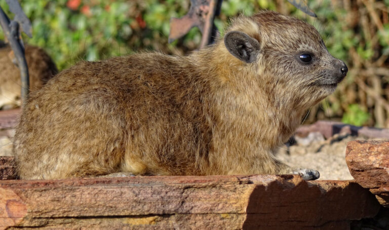 Rock hyrax, locally known in South Africa as a dassie.