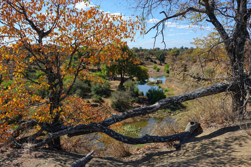 Shingwedzi river at the Red Rocks viewpoint, in Kruger National Park, South Africa.