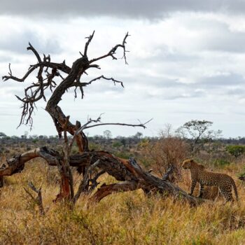 Photo of leopard standing on dead tree.