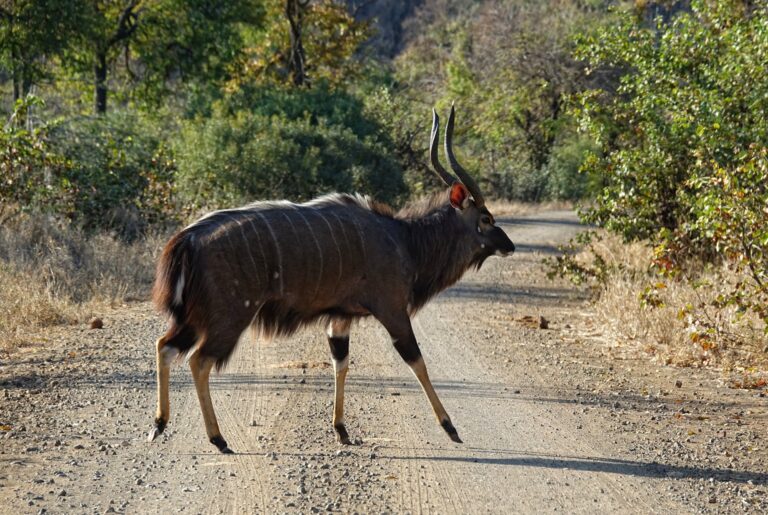Photo of male nyala walking across the road in Kruger National Park.