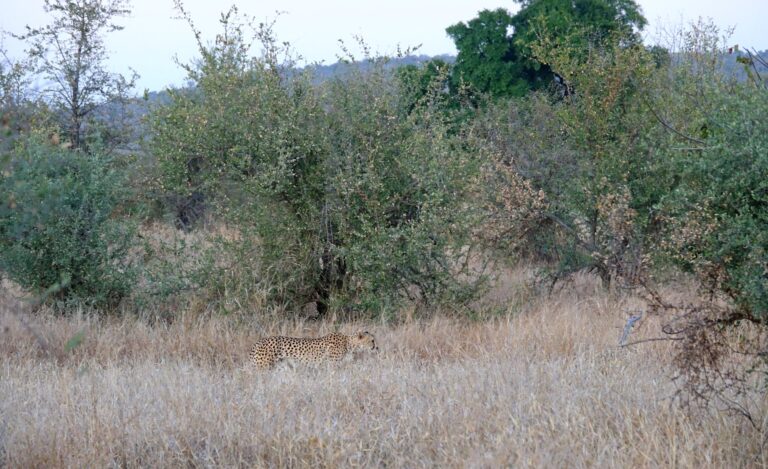 Photo of almost invisible cheetah walking through tall grass.