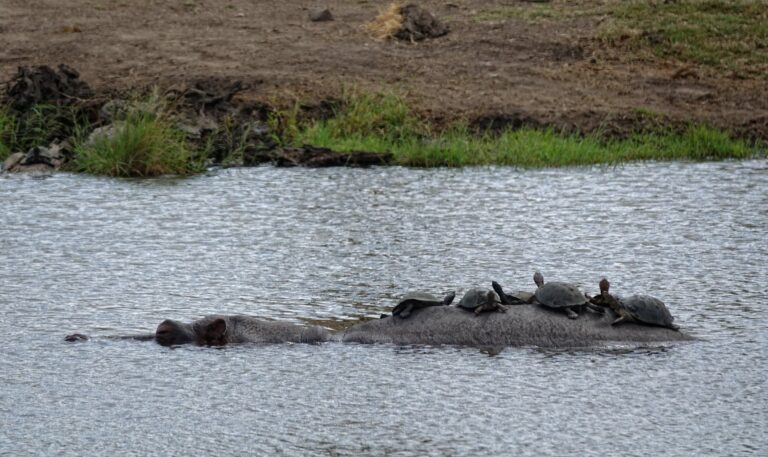Photo of tortoises resting on top of a hippopotamus in Kruger, South Africa.