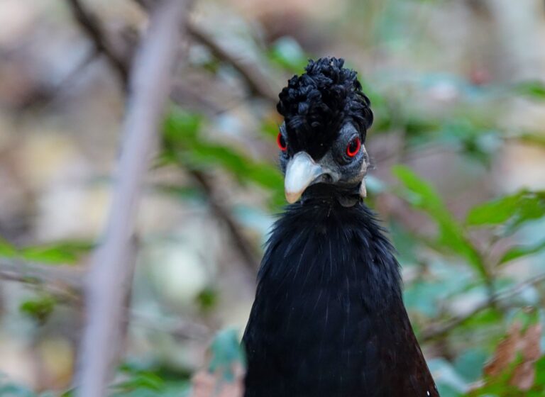 Photo of Elvis, if he had been reborn as a bird. (Crested Guinea Fowl)