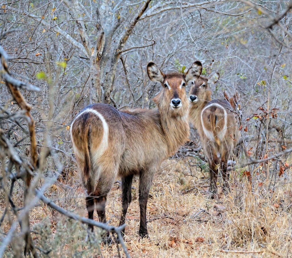 Photo of two waterbucks with a white ring on their butt.