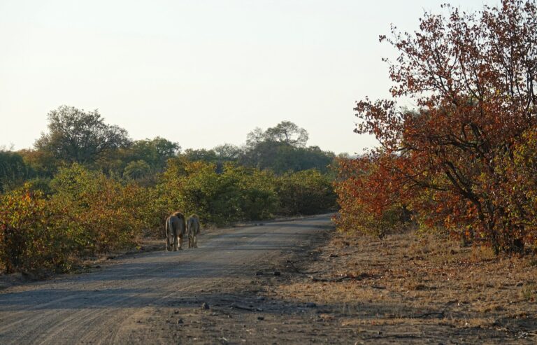 Photo of two male lions walking casually on the road in Kruger.