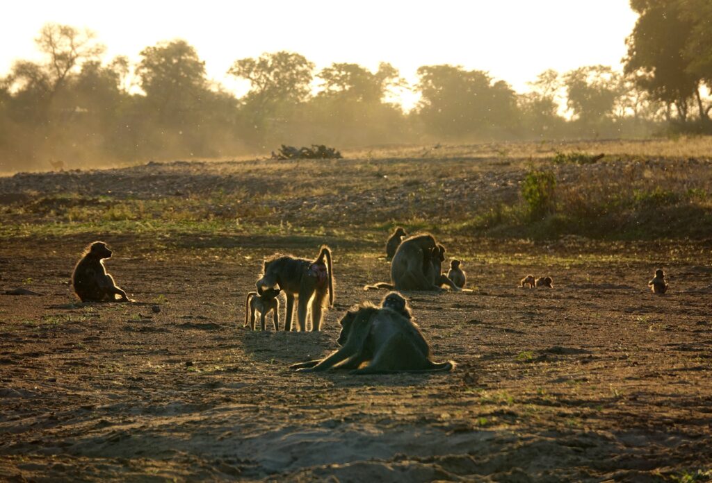 Photo of baboons enjoying the sunset in Kruger National Park.