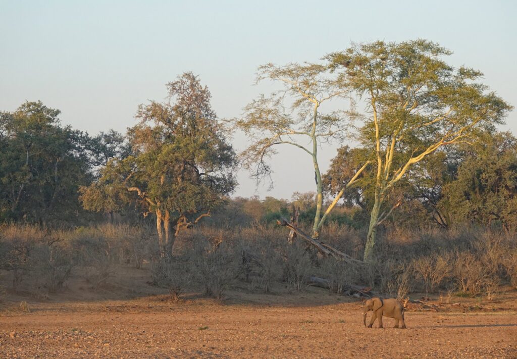Photo of miniature elephant in Kruger National Park.