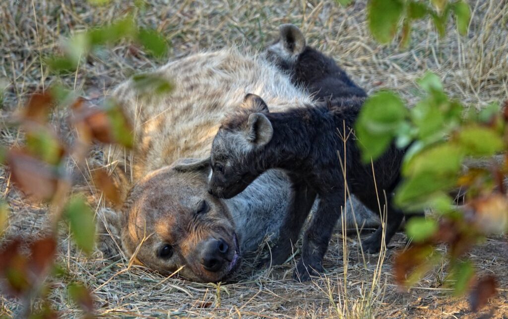 Photo of quality time for hyaenas in Kruger National Park.