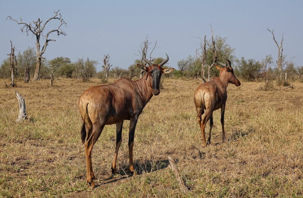 Photo of tsessebe in Kruger National Park.