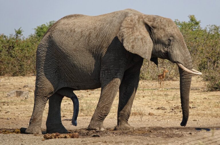 Photo of elephant with five legs.