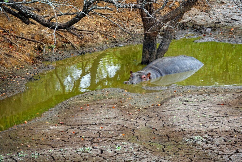 Photo of hippo lying in a pretty toxic-looking pond.