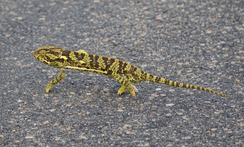 Photo of chameleon on the road in Kruger National Park.