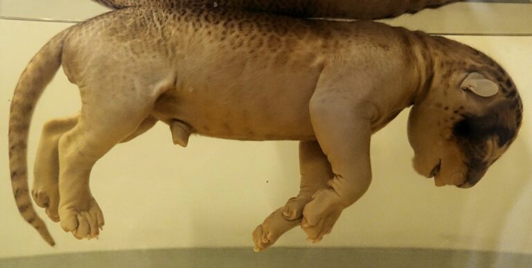 Photo of lion foetus in Letaba museum.