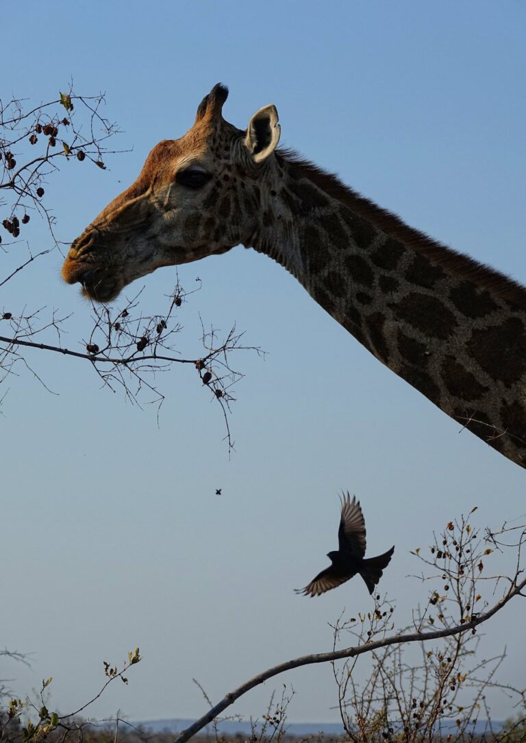 Photo of large and small creatures of Kruger National Park, South Africa.