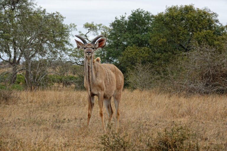 Photo of young male kudu in Kruger National Park.
