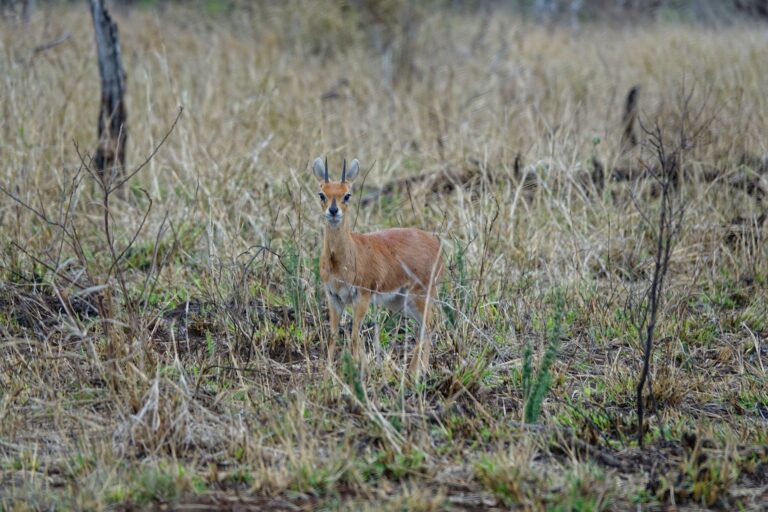 Photo of steenbok, a tiny antelope in Kruger National Park.