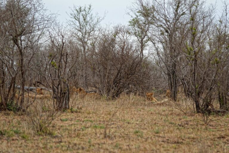 Lions hiding in the bush in Kruger National Park, South Africa.