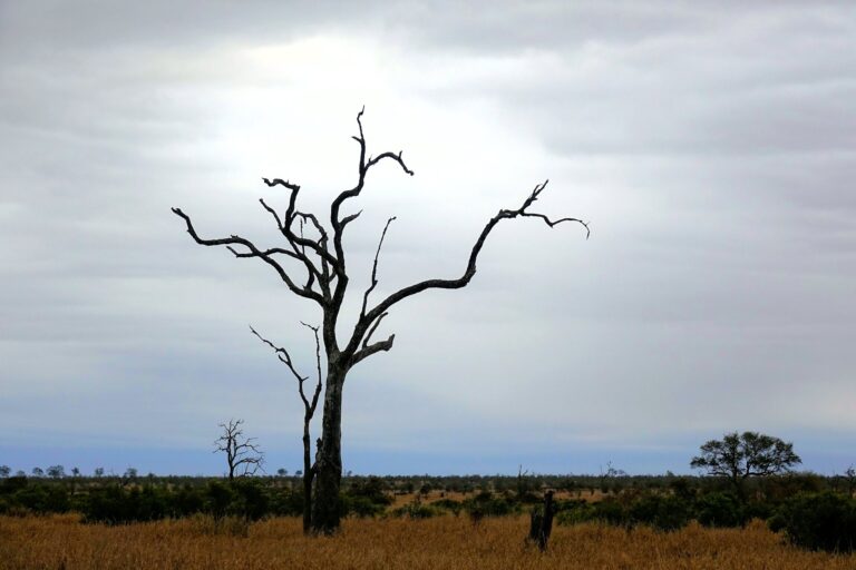 Photo of beautiful tree in Kruger National Park.