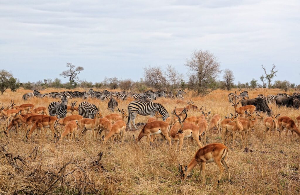 Photo of many animals gathered in Kruger National Park, South Africa.