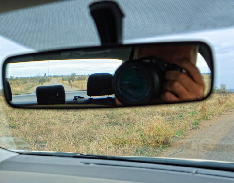 Photo of ostriches seen in the mirror of a car.