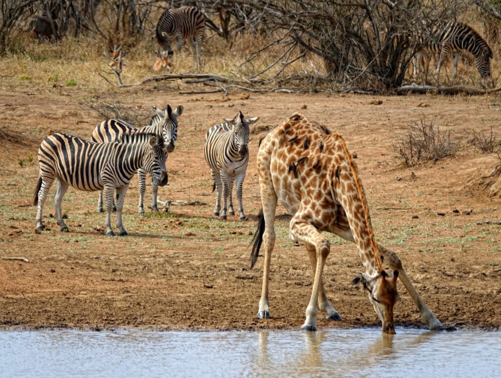 Photo of giraffe teaching zebras how to drink responsibly.