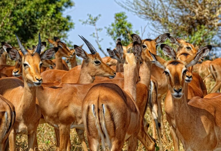 Photo of many impalas seen from the car.