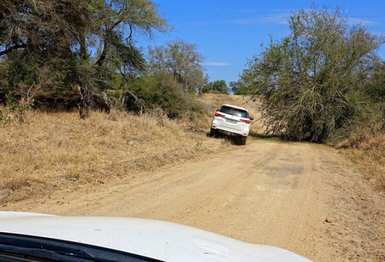 Photo of car driving around road block put up by elephants.
