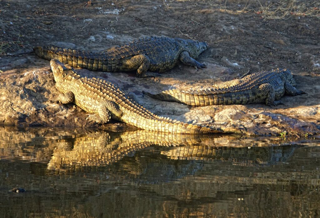 Photo of crocodiles resting in Kruger National Park.