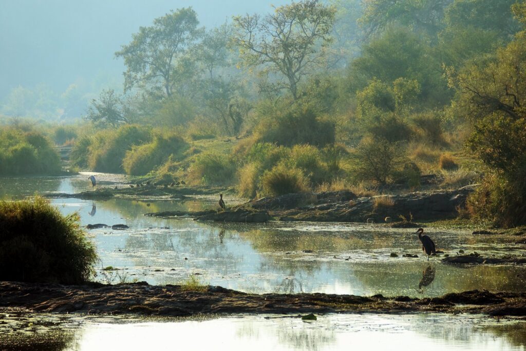 Photo of herons looking for fish at Sweni in Kruger National Park.