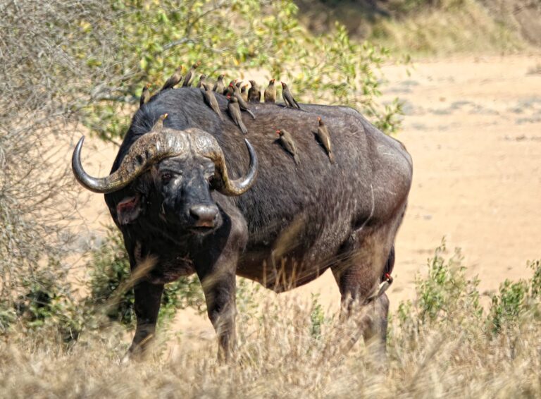 Photo of cape buffalo with impressive bird collection.