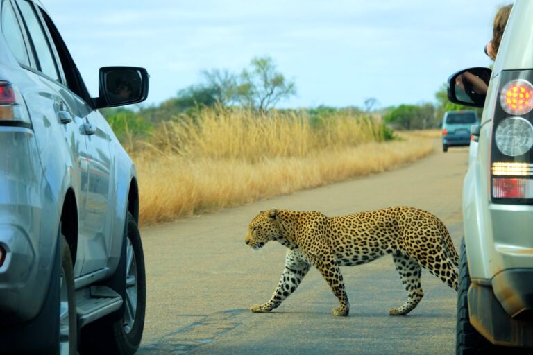 Photo of leopard on the road in Kruger National Park, South Africa.