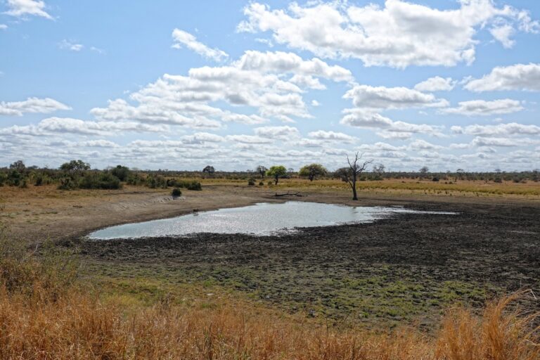 Photo of Mazithi waterhole in Kruger National Park, South Africa.