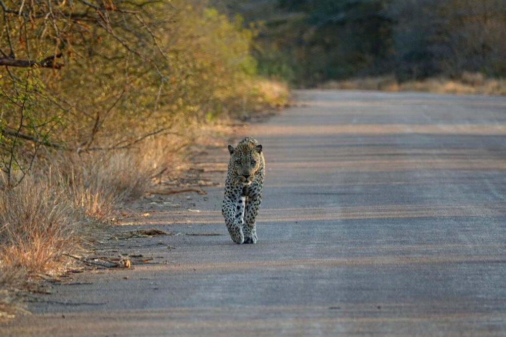 Photo of solitary leopard coming our way.