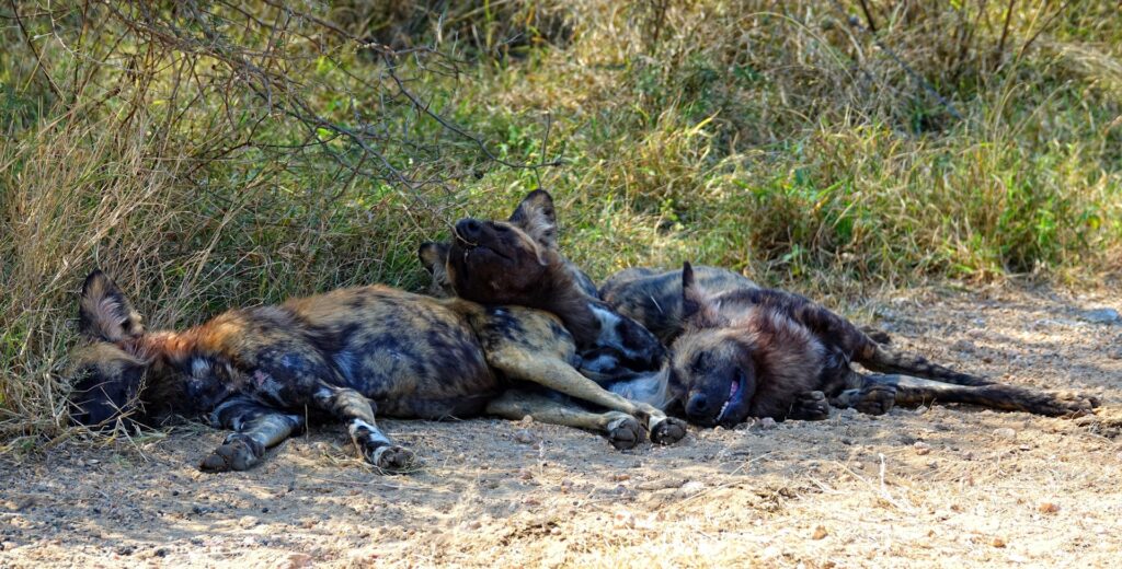 Photo of happy African wild dogs relaxing in the shade.