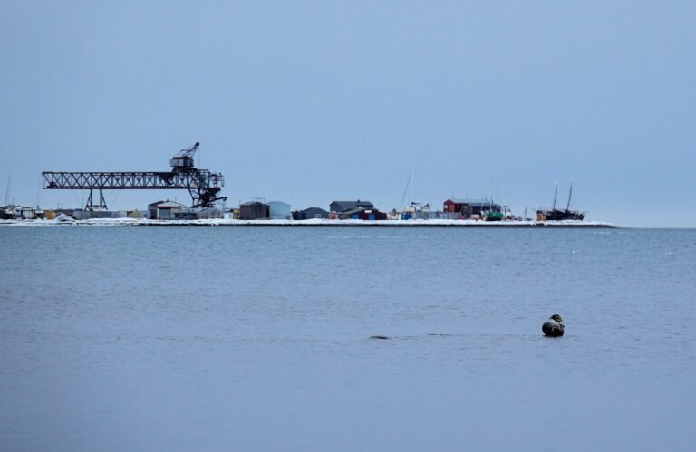 Photo of seal in front of the Titan crane in Longyearbyen, Svalbard